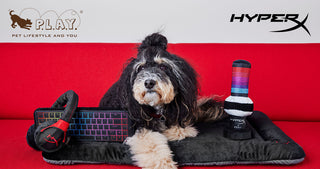 HyperX and P.L.A.Y. Join Forces to Launch First-of-its-Kind Innovative Pet Toy Collaboration